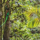 Kalender für Mai und Juni. Bild eines Quetzals im dichten, grünen Dschungel Costa Ricas. Text über den Vogel.