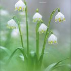 Zitat von Albert Einstein: "In der Hoffnung, den Mond zu erreichen..." Sechs blühende Schneeglöckchen mit grünem Hintergrund. Kalender unten.