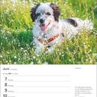 Juni-Kalender mit Hund im Gras. Text: "Ich habe große Achtung vor der Menschenkenntnis meines Hundes. Otto von Bismarck."