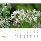April-Kalenderseite zeigt blühenden Bärlauch mit Biene. Wochentage und Daten in einer Tabelle darunter.