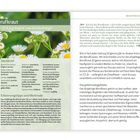 Berufkraut, "Ich feg hinweg, was dich bedrängt", Steckbrief, Erkennungstipps und Merkmale, Haupteinsatzgebiete.