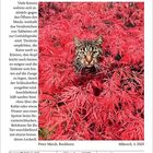 Ein Kalenderblatt mit der Überschrift "Instinkt: Ein natürlicher Schutzreflex". Datum: 28. Oktober 2027. Ein Foto zeigt eine Katze zwischen roten Blättern.