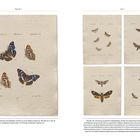 Links oben: "Lepidoptera I". Vier farbige Schmetterlinge auf cremefarbenem Hintergrund, fein gezeichnet.