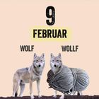 "9 FEBRUAR; WOLF WOLLF; TIERE, DIE MAN LEICHT VERWECHSELT." Zwei Wölfe, einer mit einem Wollknäuelkörper.