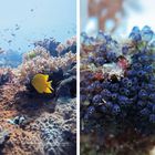 Links: „Gelber Riffbarsch und kleine Fahnenbarsche im Hintergrund“. Rechts: „Koloniale Seescheiden“. Unterwasser-Szenen.
