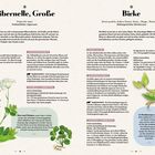 Bibernelle, Große und Birke sind beschrieben. Details zu Eigenschaften, Anwendungen und Warnhinweisen werden gegeben.