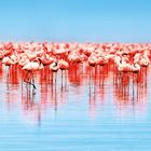 Ich kann in diesem Bild keinen erkennbaren Text finden. Zu sehen sind viele Flamingos im Wasser, die sich im klaren Wasser spiegeln.