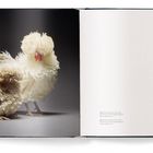 Seite 19. Zwei weiße Hühner mit lockigem Gefieder vor dunklem Hintergrund im Buch.