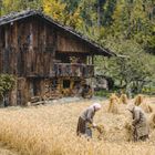 Zwei Personen ernten Getreide vor einer alten Holzhütte, dahinter ein Wald mit Bäumen in Herbstfarben.