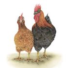 Keine Texte. Zwei Hühner stehen nebeneinander, eines braun, das andere schwarz, mit roten Kämmen. Illustration.