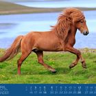 April Kalender, Islandpferd galoppiert auf grüner Wiese vor einem See.