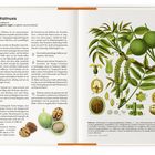 "Walnuss, Nussbaum, Juglans regia (Juglans duoclixiana)" steht oben links. Rechts ist eine botanische Illustration von Walnüssen. Links Text über Herkunft und Nutzung der Walnuss. Seitenzahlen 502 und 503.