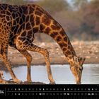 Kalender mit dem Monat April. Namibia, Giraffe im Etosha National Park am Wasserloch.