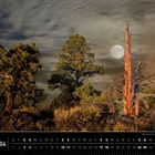 "Wacholderbäume in den Badlands (Oregon)". Vollmondnacht mit bewölktem Himmel und Bäumen. Unten ein Monatskalender.