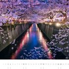 "Nakameguro Kirschblütenfest, Tokio" steht am unteren Rand. Blühende Kirschbäume über einem beleuchteten Kanal in der Nacht.