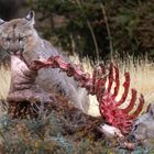 Zwei Pumas fressen an einem blutigen Tierkadaver in einer trockenen, grasbewachsenen Umgebung.