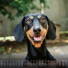 Kalender für April; Wochentage: Do bis So, Bild eines fröhlichen Hundes mit braunem Gesicht und schwarzen Ohren.