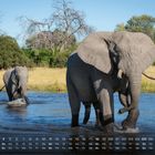 Monat mit Kalendertagen und Wochenenden in Deutsch. Drei Elefanten waten durch einen Fluss in einer afrikanischen Landschaft.