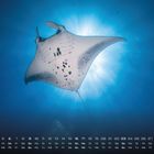 Kalenderblatt von Mai, darunter Zahlen und Wochentage. Ein großer Manta schwebt elegant im blauen Ozean.