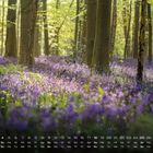 1-30 Do-So, lila Blumen in einem Wald mit schmalen Baumstämmen und grünem Laub, diffuses Sonnenlicht.