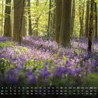 Kalender mit April-Daten. Waldboden voller blühender violetter Blumen zwischen hohen Bäumen. Licht durchflutet den Wald.