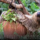 Ein Faultier hängt entspannt an einem Ast über einem Topf mit Pflanzen. Unten ist ein Monatskalender mit Zahlen.