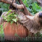 Kalender mit April-Datum. Ein Faultier entspannt auf einem Blumentopf, umgeben von grünen Blättern.