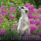 Kalender mit Zahlen 1-30, Wochentage auf Deutsch. Ein Erdmännchen steht aufrecht vor lila Blüten.