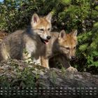 Kalender mit April-Daten am unteren Rand, zwei süße Wolfswelpen auf einem Felsen in grüner, naturbelassener Umgebung.