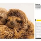 Braunkehl-Faultier: Wenn es gebiert, bleibt Kleines bei der Mutter. Rettung der Arten: In Freier Wildbahn. Zwei umarmende Faultiere.