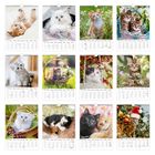 Kalender mit zwölf Monaten, jeweils mit einem Bild von niedlichen Katzen in verschiedenen Szenen, teils mit Blumen.