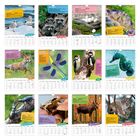 Lachmöwe, Waschbär, Ringelnatter, Alpenkleiber, Rotfuchs, Gebänderte Prachtlibelle, Buntspecht, Seepferdchen, Hirschkäfer, Grasfrosch, Elch, Luchs.