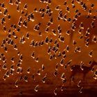 Ein Schwarm Vögel fliegt im orangefarbenen Licht, im Hintergrund sind zwei schemenhafte Silhouetten von Tieren sichtbar.