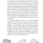 Titel: "Die Schmetterlingsflügel: Zerbrechliche Meisterwerke". Text beschreibt Schönheit und Struktur von Schmetterlingsflügeln mit Illustrationen.