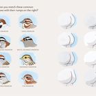 Text oben: "Can you match these common sparrows with their rumps on the right?" Links Vögel, rechts Hinterteile.