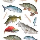 Illustration verschiedener Fische und Angelköder auf weißem Hintergrund.