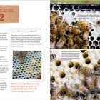 Texte: "WEEK 2", "Free Fall", "After two weeks, these package bees have begun to draw out comb and fill some cells with brood, honey, and pollen."

Bildbeschreibung: Mehrere Bienen auf wabenartiger Struktur.