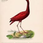 Der Text "Scharlachsichler (Eudocimus ruber)" über einer Vogelillustration, unten Kalenderdaten für September.