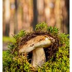 Kalenderwoche 39, 27. September bis 3. Oktober. Im Wald wächst ein Steinpilz zwischen grünem Moos.