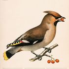 "Seidenschwanz (Bombycilla garrulus)". 37. Woche 2027. September. Illustration eines Vogels mit einer Beere im Schnabel.