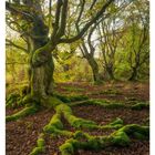 "Oktober" und Wochenkalender unten. Moosbedeckte Wurzeln großer Bäume in herbstlichem Wald, Sonnenlicht durch die Blätter.