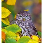42 OKTOBER: Mo 18, Di 19, Mi 20, Do 21, Fr 22, Sa 23, So 24. 

Ein kleiner Steinkauz zwischen herbstlichen Blättern.