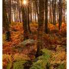 43 OKTOBER. Herbstlicher Wald mit Farnen, Sonnenlicht strahlt durch die Bäume. Unten Kalenderdaten von Montag bis Sonntag.