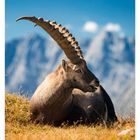 45 NOVEMBER MO 08 DI 09 MI 10 DO 11 FR 12 SA 13 SO 14. Ein liegender Steinbock vor unscharfem Bergpanorama.