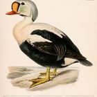 "Prachteiderente (Somateria spectabilis)", Novemberkalender, Illustration einer Ente mit lebhaften Farben.