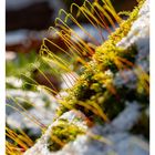 48 NOV/DEZ, MO 29, DI 30, MI 01, DO 02, FR 03, SA 04, SO 05. Schneebedecktes Moos mit grünen, dünnen Sprossen.