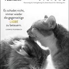 "Es schadet nicht, immer wieder die gegenseitige Liebe zu beteuern." Zwei Katzen kuscheln miteinander.