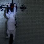 Keine erkennbaren Texte. Eine Katze hängt spielerisch an einem dunklen, kreuzförmigen Wandobjekt.