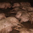 Schmutzige Schweine liegen eng beieinander auf einem dunklen Boden in einem geschlossenen Raum.
