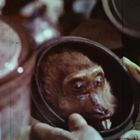 Eine Nummer "3" ist auf einem Etikett zu sehen. Ein Affenkopf in einer Schale, von Händen gehalten.